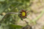 Firewheel <BR>Indian Blanket